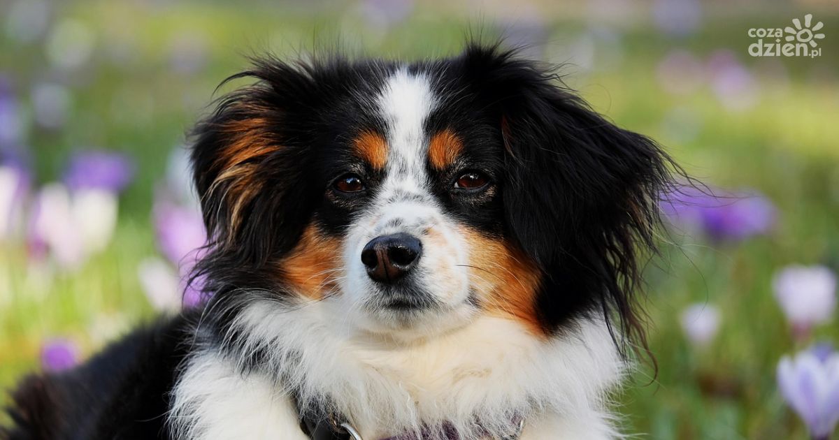 Różnice w projektach tzw. ustawy łańcuchowej