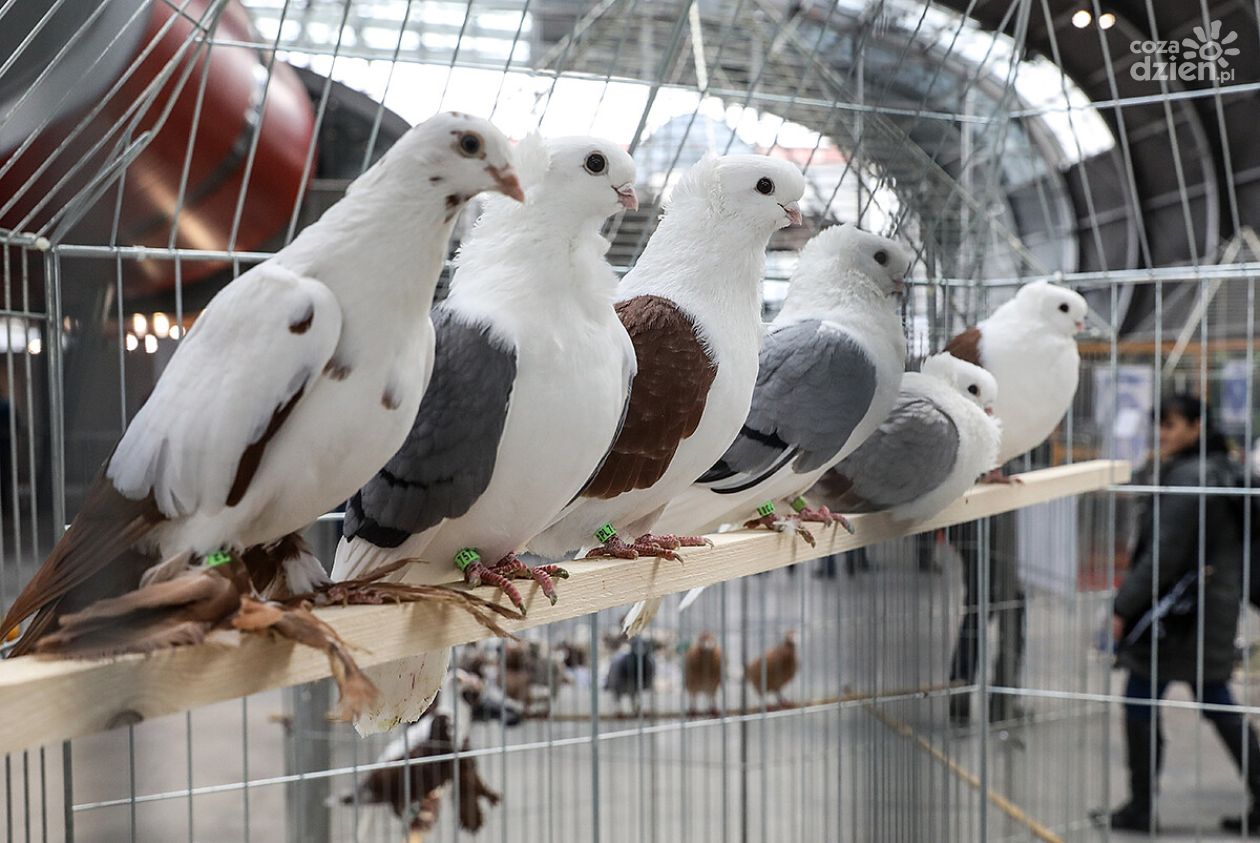 Weekend z gołębiami w Targach Kielce – rekordowe wystawy już 13 i 14 grudnia
