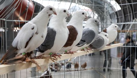Weekend z gołębiami w Targach Kielce – rekordowe wystawy już 13 i 14 grudnia