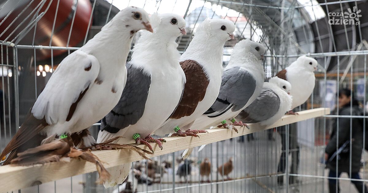 Weekend z gołębiami w Targach Kielce – rekordowe wystawy już 13 i 14 grudnia