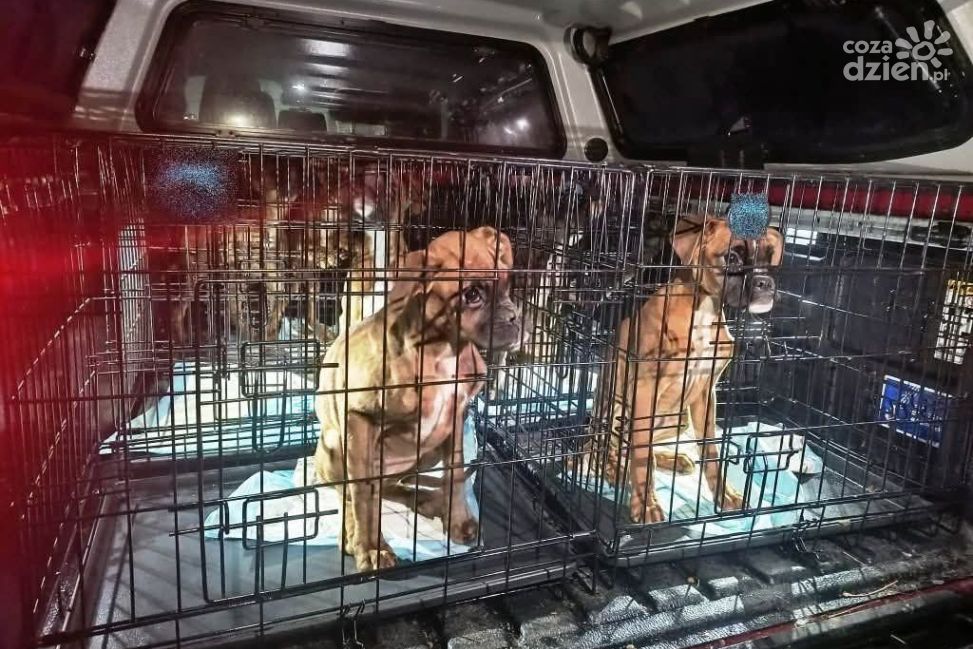 Nielegalna hodowla psów w gminie Zagnańsk zlikwidowana przez policję