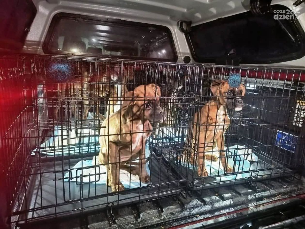 Nielegalna hodowla psów w gminie Zagnańsk zlikwidowana przez policję