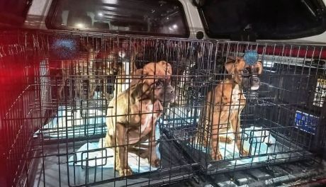 Nielegalna hodowla psów w gminie Zagnańsk zlikwidowana przez policję