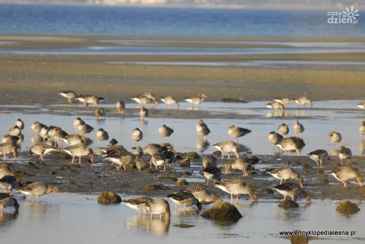 Dzika gęś z wirusem grypy w powiecie opatowskim