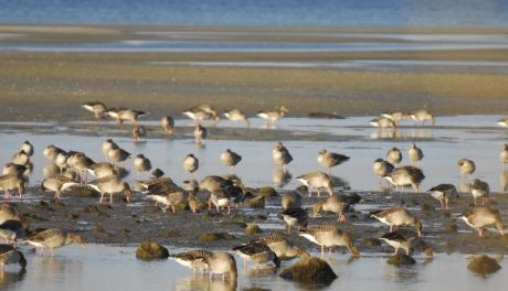 Dzika gęś z wirusem grypy w powiecie opatowskim