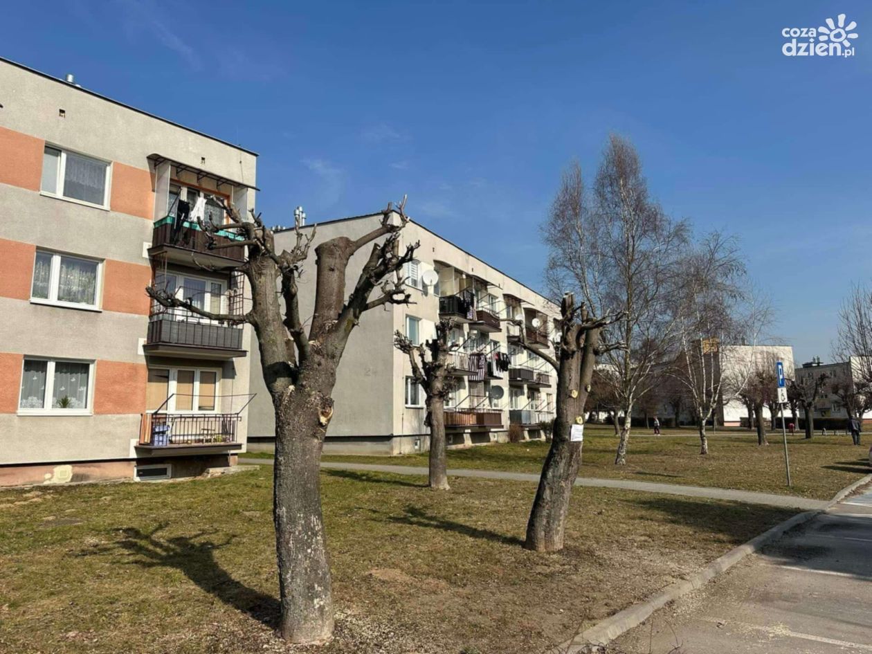 SKO każe ponownie zbadać sprawę przyciętych drzew na osiedlu 