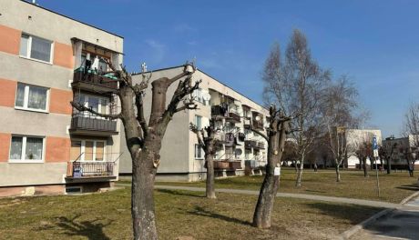 SKO każe ponownie zbadać sprawę przyciętych drzew na osiedlu "Wzgórze"