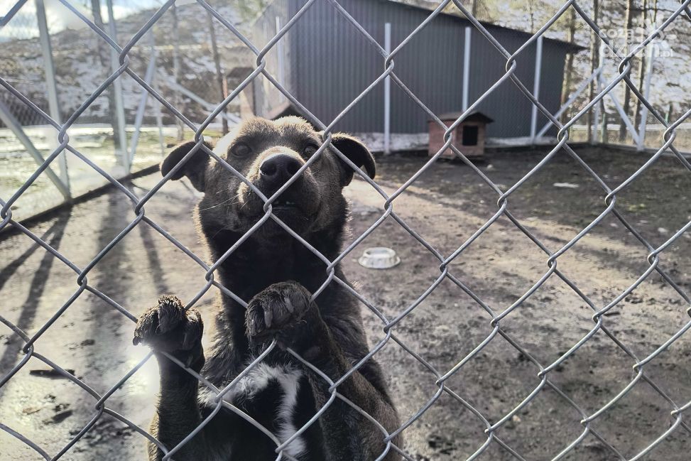 Czy schronisko w Janiku dobrze opiekuje się zwierzętami? Sprawdzali to chętni