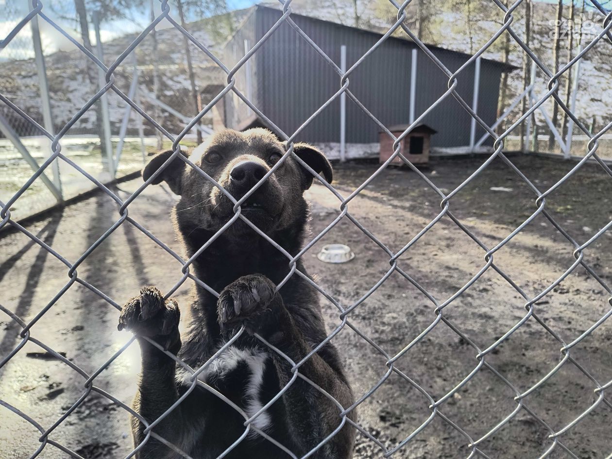 Czy schronisko w Janiku dobrze opiekuje się zwierzętami? Sprawdzali to chętni