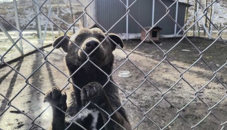 Czy schronisko w Janiku dobrze opiekuje się zwierzętami? Sprawdzali to chętni