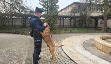 Czworonożni funkcjonariusze z Ostrowca Świętokrzyskiego. Niezastąpieni w służbie Policji