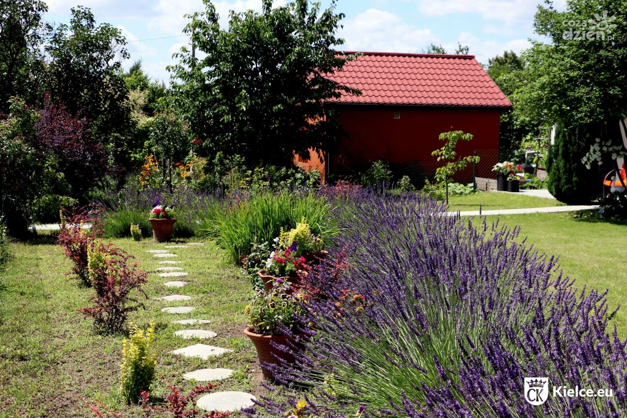 Rodzinne ogródki działkowe z szansą na pełne dofinansowanie