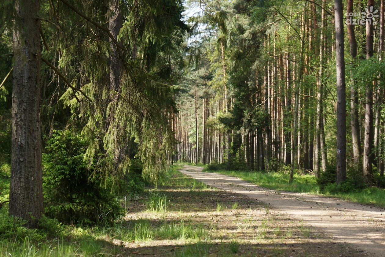 Im dalej w las tym więcej...