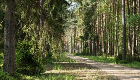 Im dalej w las tym więcej...